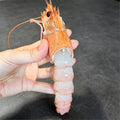 Frozen Wild Caught Scampi